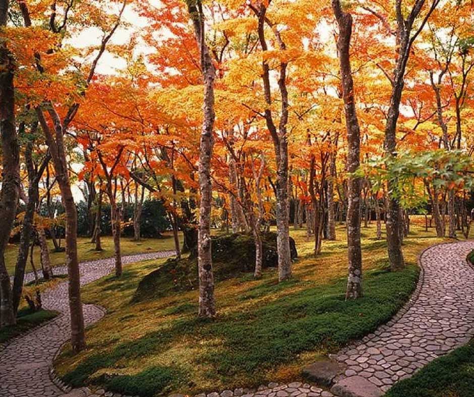 ใบไม้เปลี่ยนสีฮาโกเน่ ที่ Museum of Art
