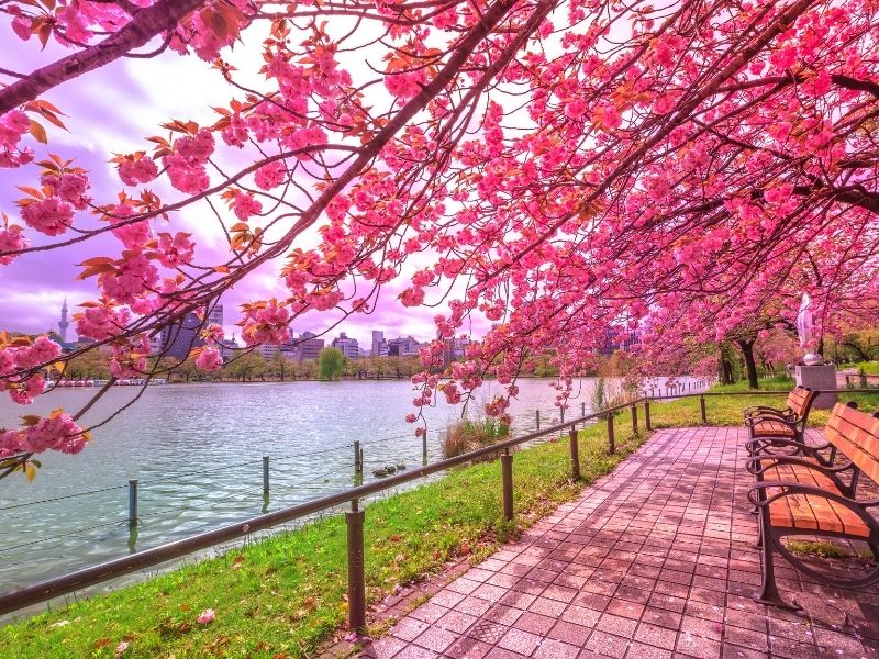 จุดชมดอกซากุระที่สวนอุเอะโนะ จุดชมดอกซากุระที่สวนอุเอะโนะ