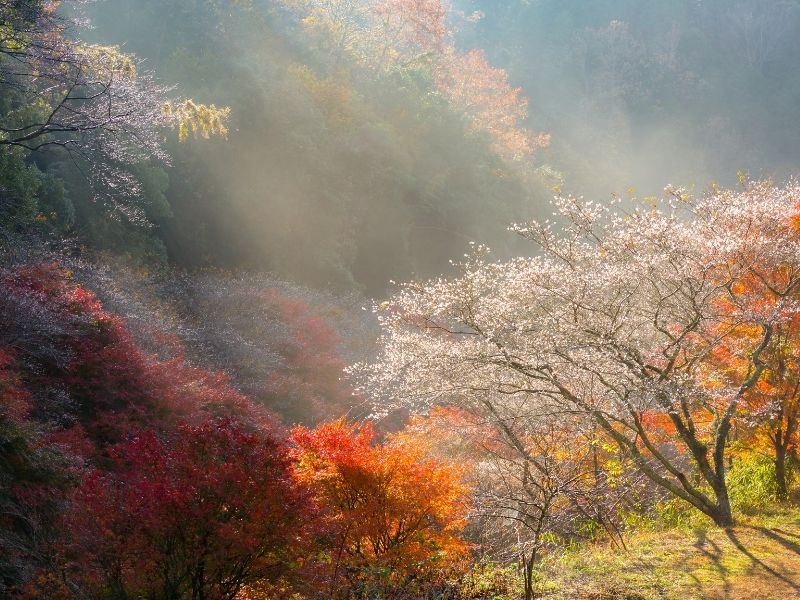 four Season Sukura