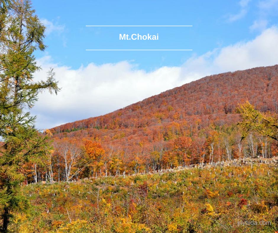 ใบไม้เปลี่ยนสี ที่ Mt. Chokai