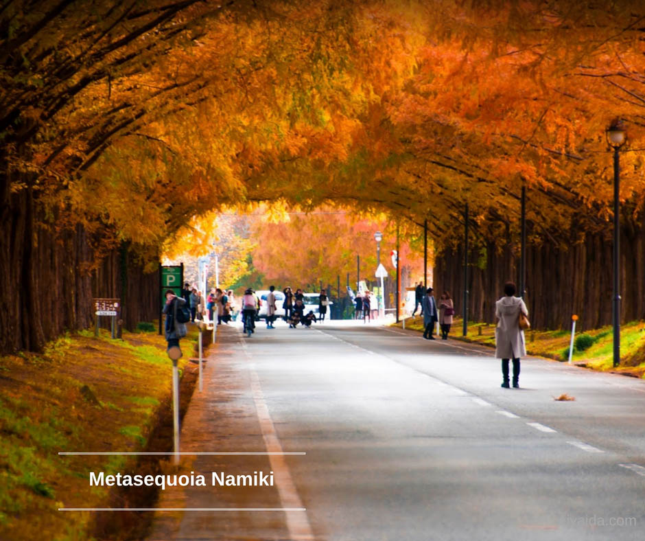 ใบไม้เปลี่ยนสี ที่ Metasequoia Namiki