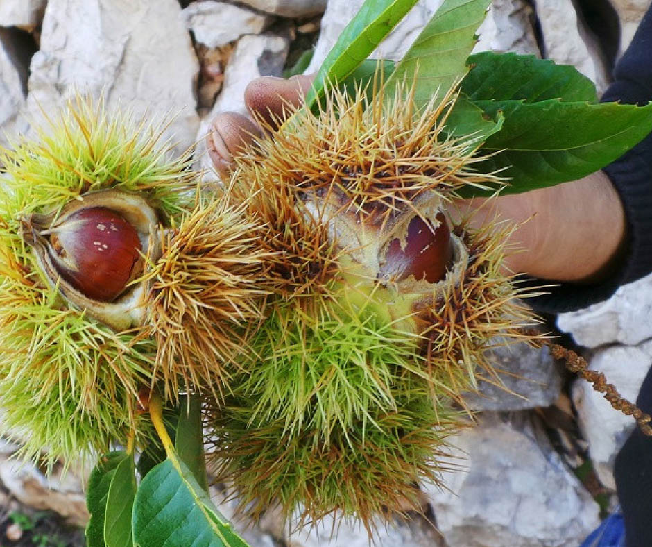 เที่ยวญี่ปุ่นเก็บผลไม้ Chestnut