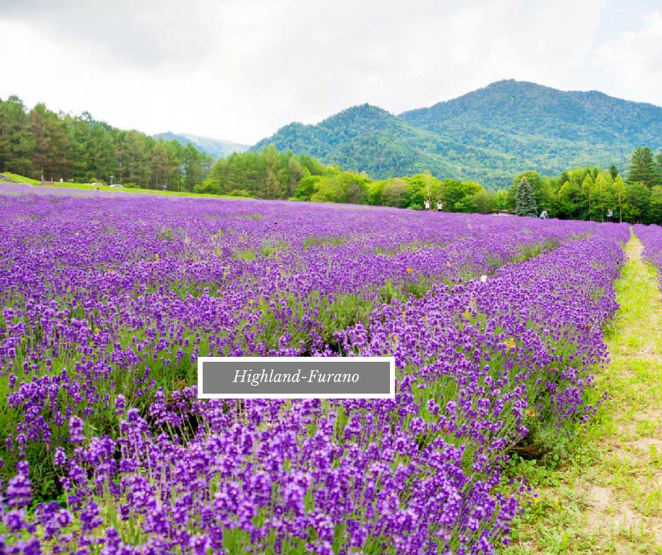 วิวลาเวนเดอร์กับยอดเขา Highland Furano