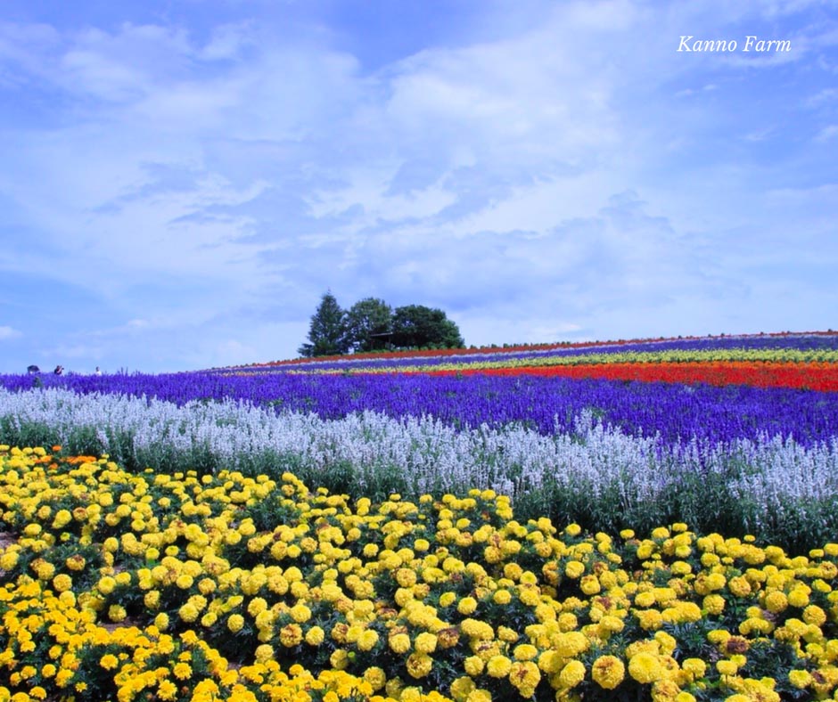 Kanno Farm - ทุ่งลาเวนเดอร์กิจกรรมเยอะ