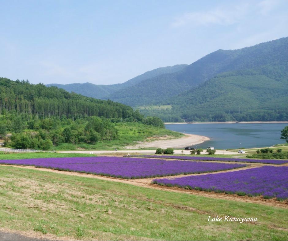 ลาเวนเดอร์วิวทะเลสาปที่ Lake Kanayama