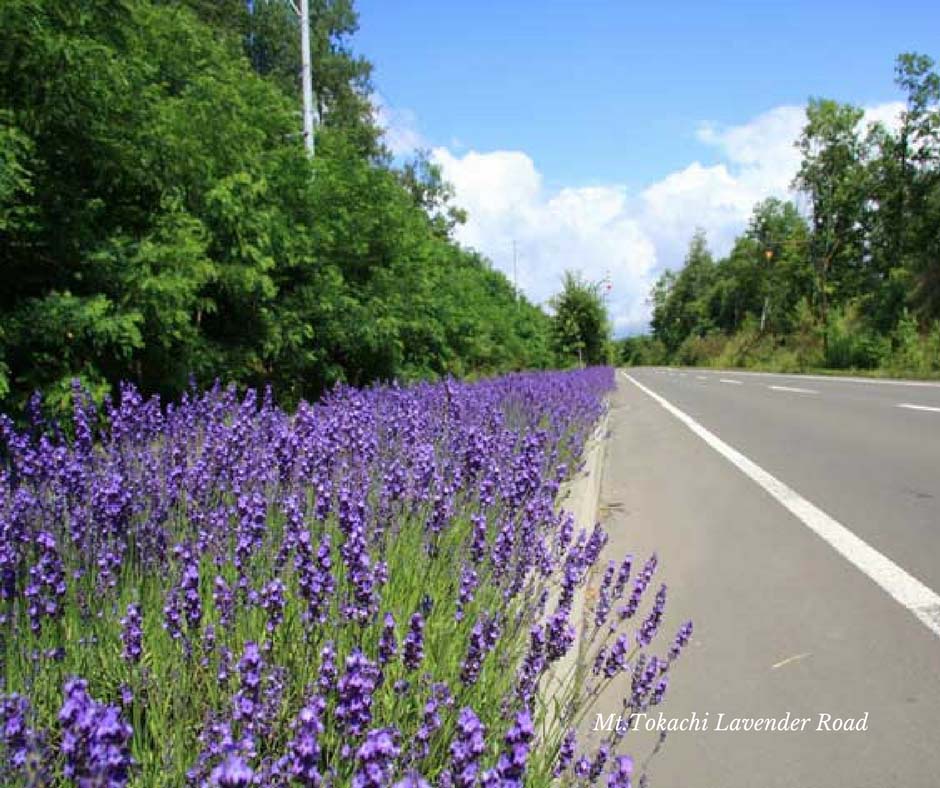 เส้นทางสายลาเวนเดอร์ ที่ Mt.Tokachi Lavender Road