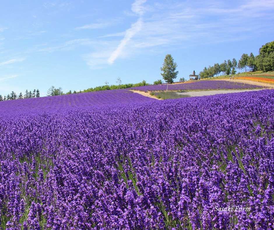 ทิวสนสวยๆและทุ่งลาเวนเดอร์ ที่ Sasaki Farm