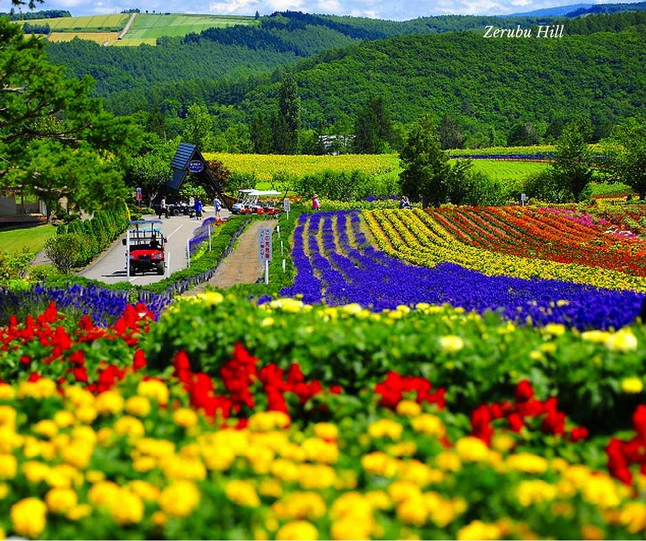 ทำสวนดอกไม้แปลงสาธิต ชมลาเวนเดอร์ ที่ Zerubu Hill