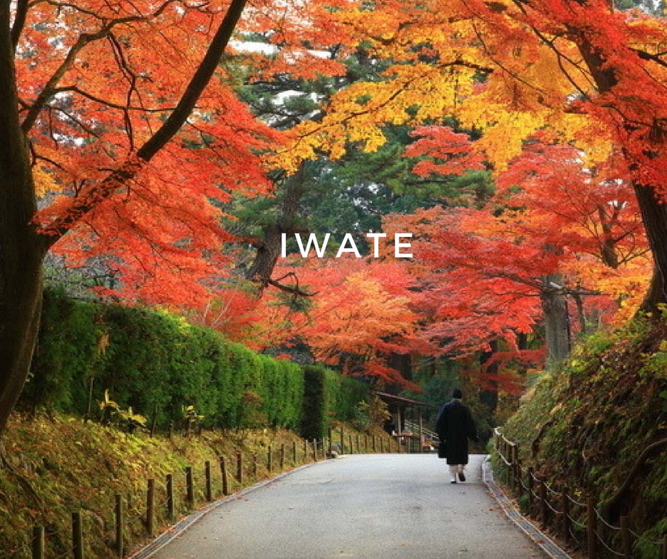 พยากรณ์ใบไม้เปลี่ยนสี Iwate
