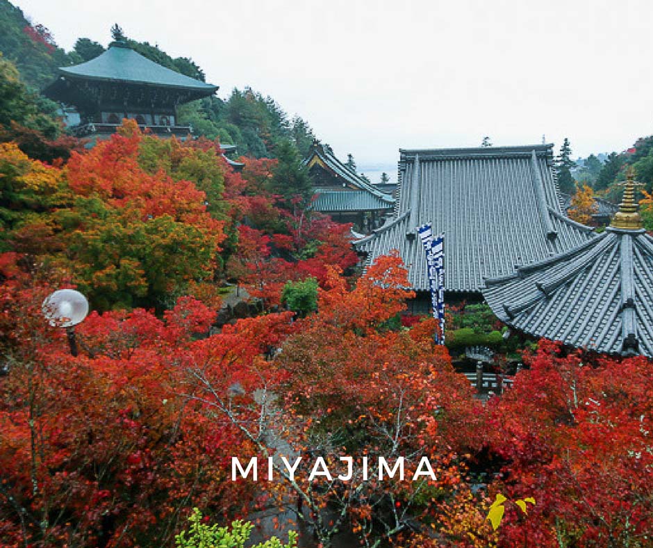 พยากรณ์ใบไม้เปลี่ยนสี Miyajima