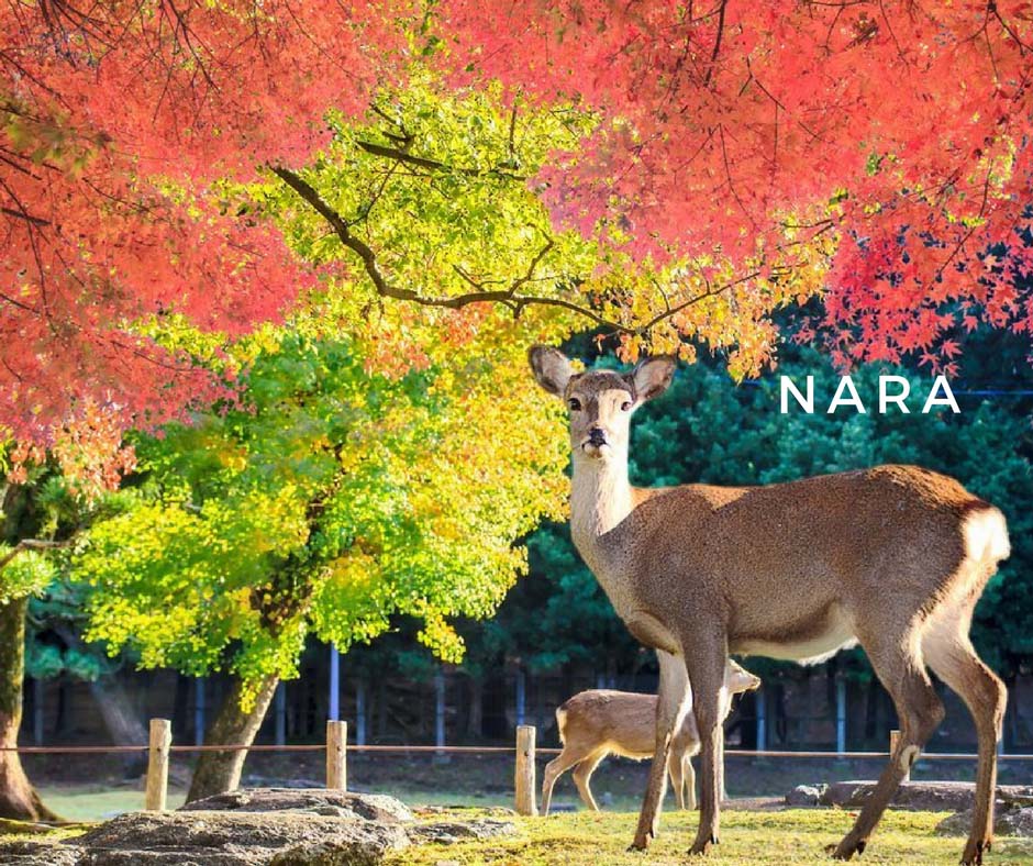 พยากรณ์ใบไม้เปลี่ยนสี Nara