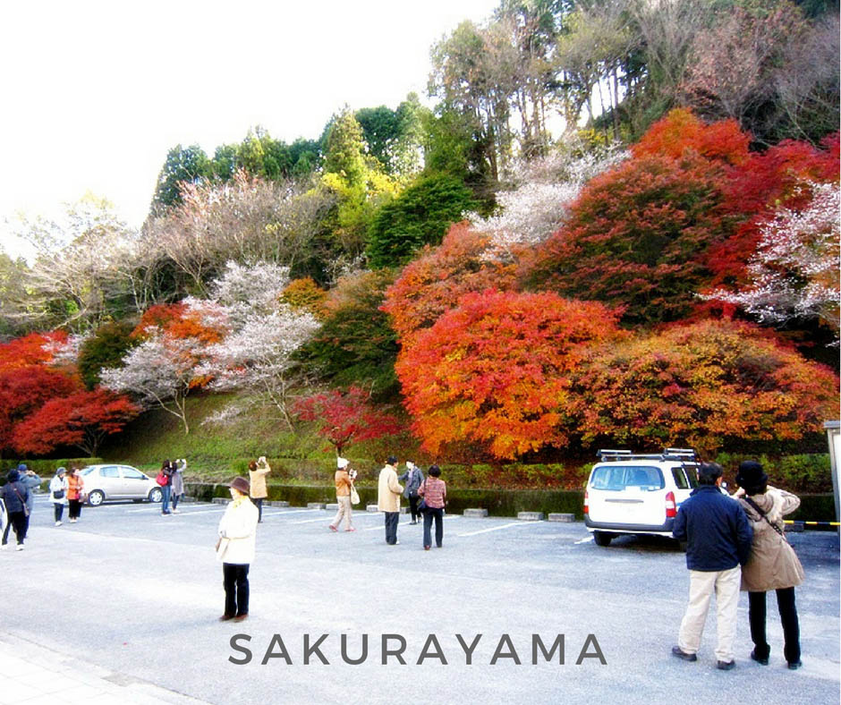 พยากรณ์ใบไม้เปลี่ยนสี Sakurayama