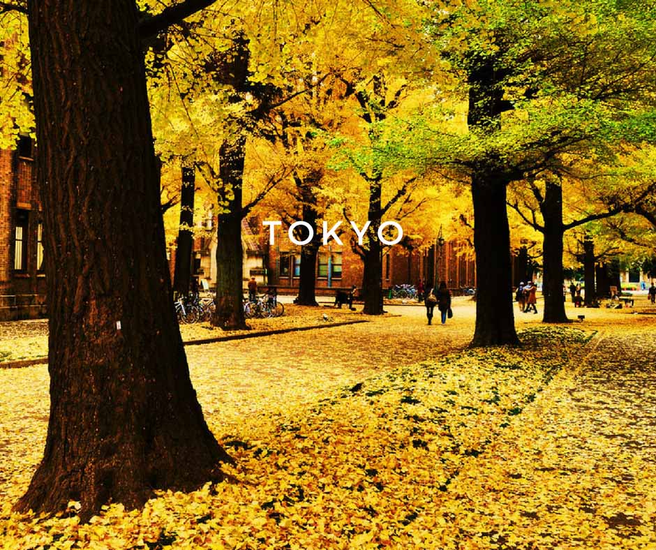 พยากรณ์ใบไม้เปลี่ยนสี Tokyo