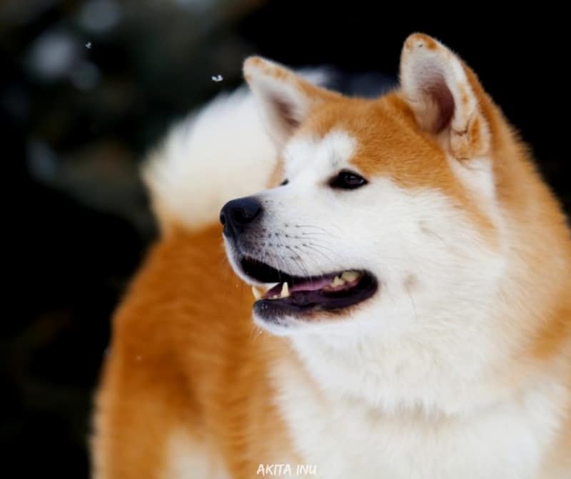 สุนัขสายพันธ์ญี่ปุ่นที่นิยม - Akita Inu
