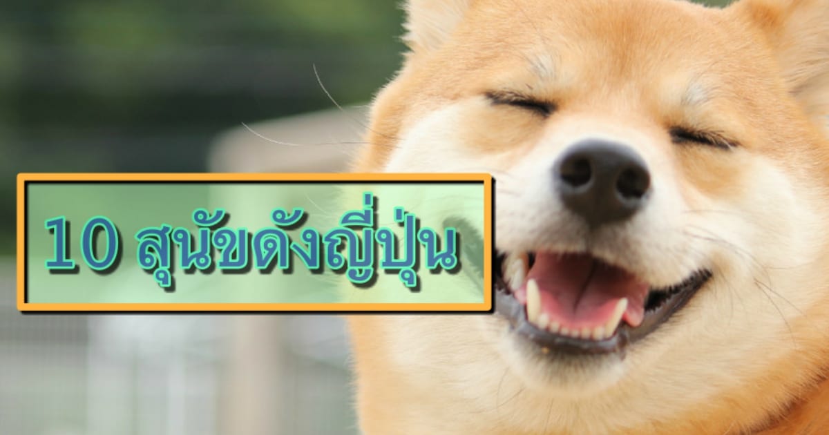 10 สุนัขสายพันธ์ญี่ปุ่นที่นิยม ทั้งในญี่ปุ่นและต่างประเทศ