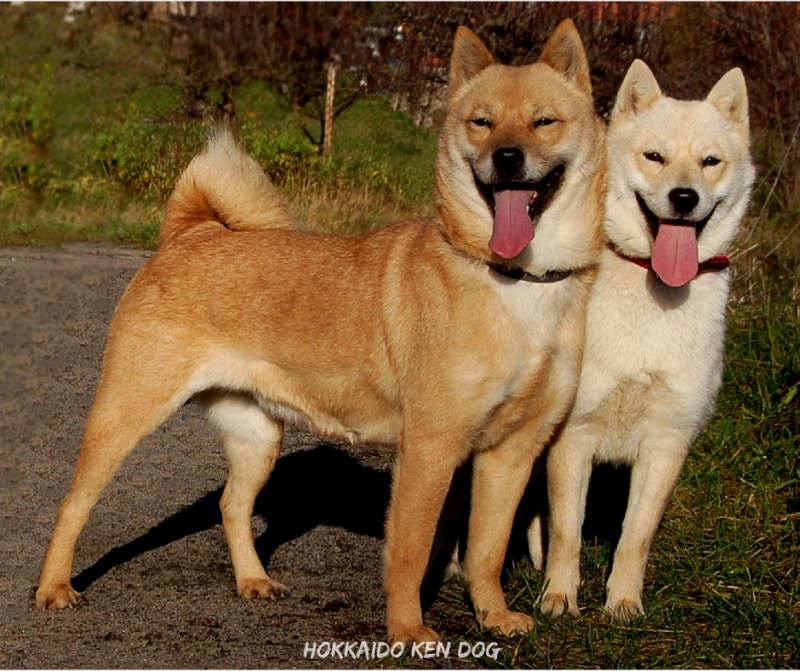 สุนัขสายพันธ์ญี่ปุ่นที่นิยม - Hokkaido Ken Dog