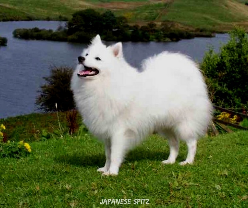 สุนัขสายพันธ์ญี่ปุ่นที่นิยม - Japanese Spitz