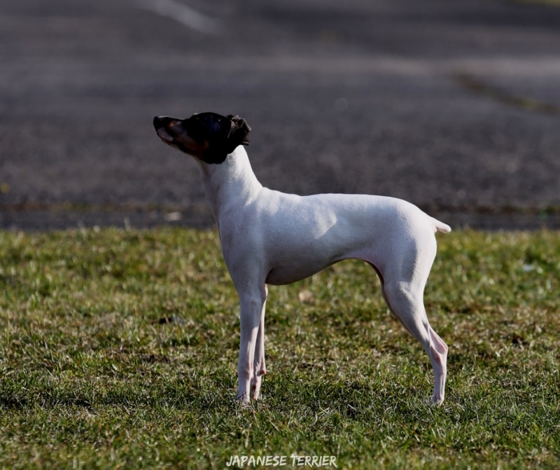 สุนัขสายพันธ์ญี่ปุ่นที่นิยม - Japanese Terrier