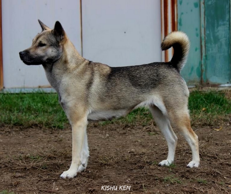 สุนัขสายพันธ์ญี่ปุ่นที่นิยม - Kishu Ken