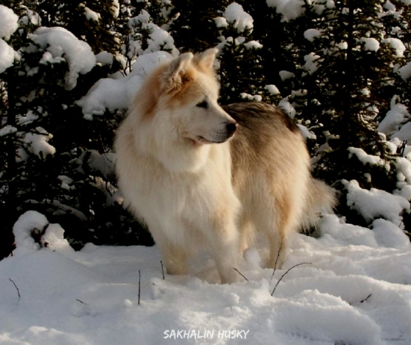 สุนัขสายพันธ์ญี่ปุ่นที่นิยม - Sakhalin Husky
