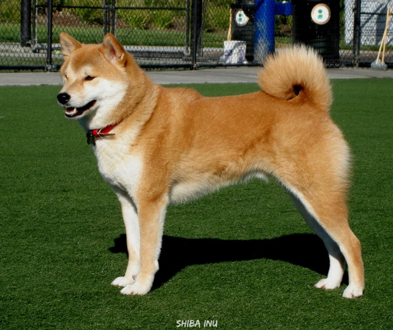 สุนัขสายพันธุ์ที่ได้รับความนิยม - Shiba Inu