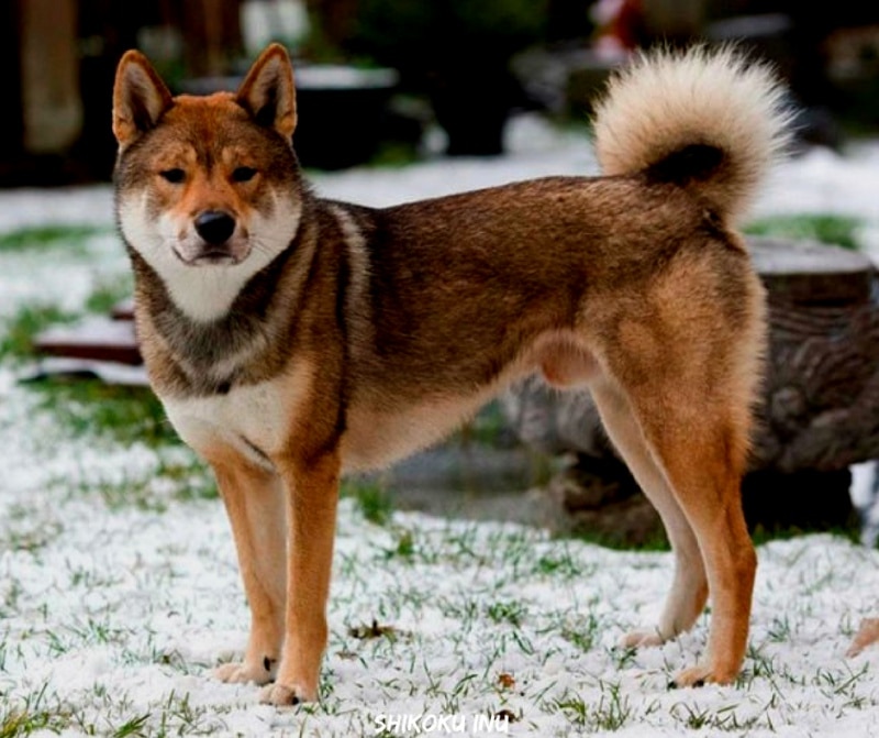 สุนัขสายพันธุ์ที่ได้รับความนิยม - Shikoku Inu