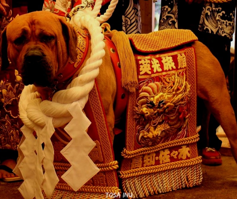 สุนัขสายพันธ์ญี่ปุ่นที่นิยม - Tosa Inu