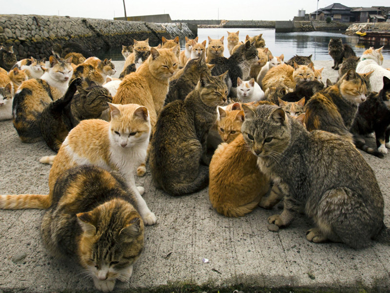 Aoshima-Cat Island