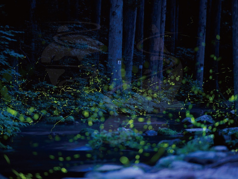 ชมหิ่งห้อยญี่ปุ่นที่ Nasu Fishland