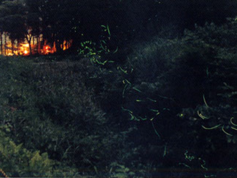 ชมหิ่งห้อยญี่ปุ่นที่ Oshima-ku Nigami Firefly Festival