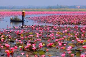 เยือนทะเลบัว